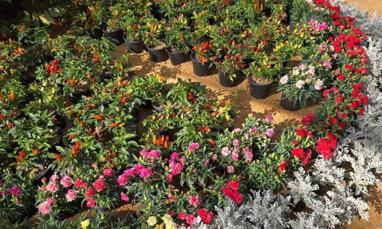 Potted flowers and ornamental peppers at the Egypt Flowers exhibition in Dokki, Giza