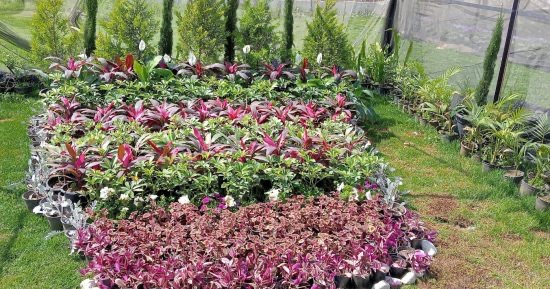 Rows of ornamental plants under netting at the Egypt Flowers exhibition at the Agricultural Museum in Dokki