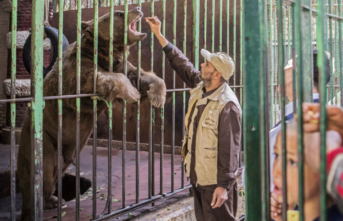 A bear at Giza Zoo, one of the species whose habitat has been rebuilt under the 2026 redevelopment