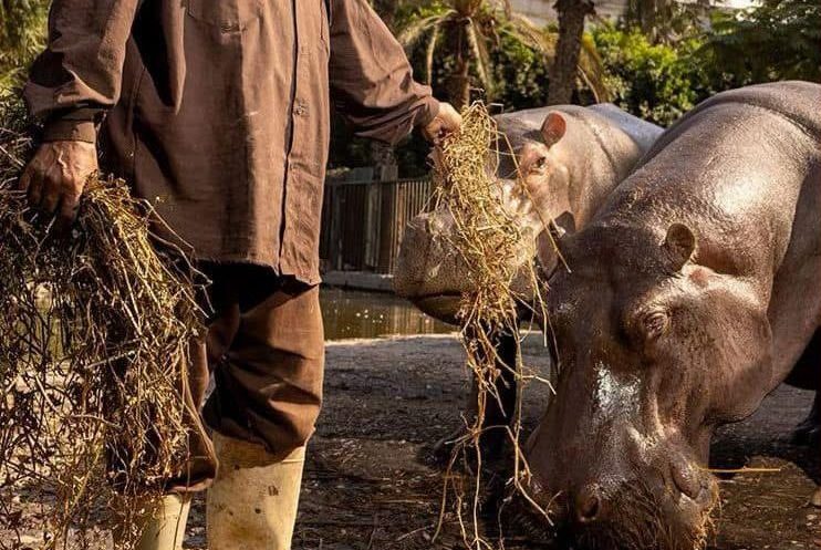 Giza Zoo Reopens as a 112-Feddan Eco-Park Fused With Orman Garden